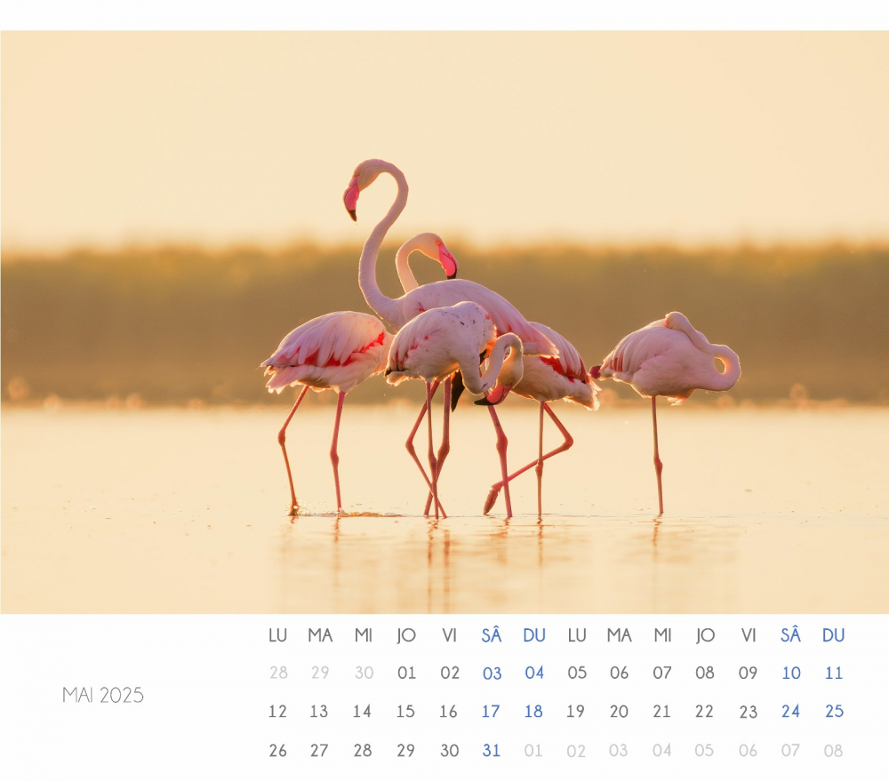 Calendar Flamingo 2025 [3]