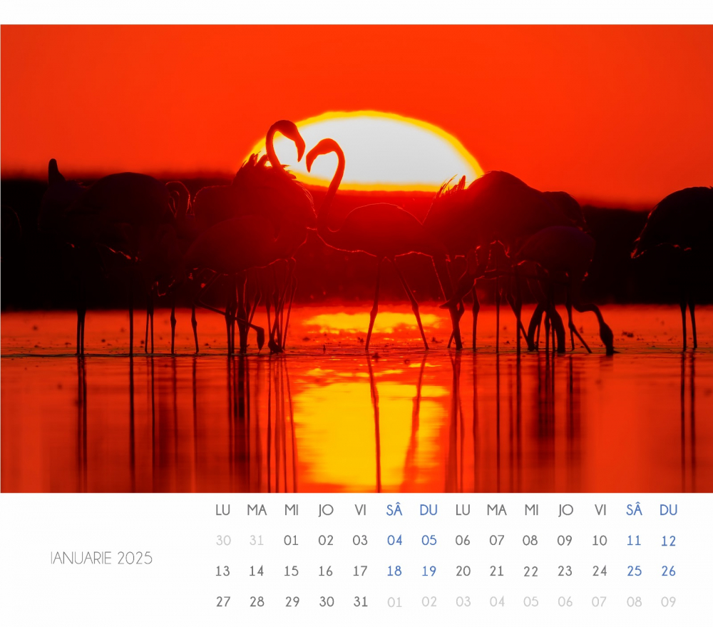 Calendar Flamingo 2025 [2]