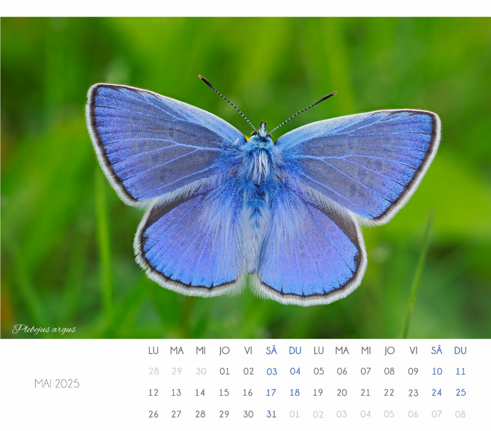 Calendar Fluturi 2025 [3]
