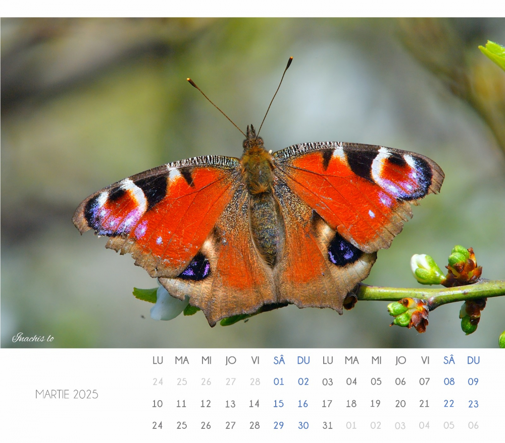 Calendar Fluturi 2025 [2]