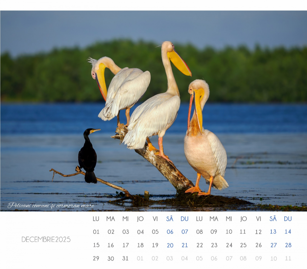 Calendar Delta 2025 [3]