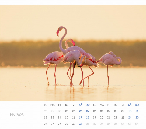 Calendar Flamingo 2025 [2]