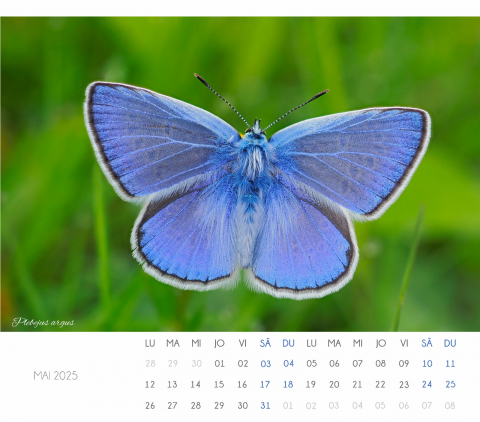 Calendar Fluturi 2025 [2]