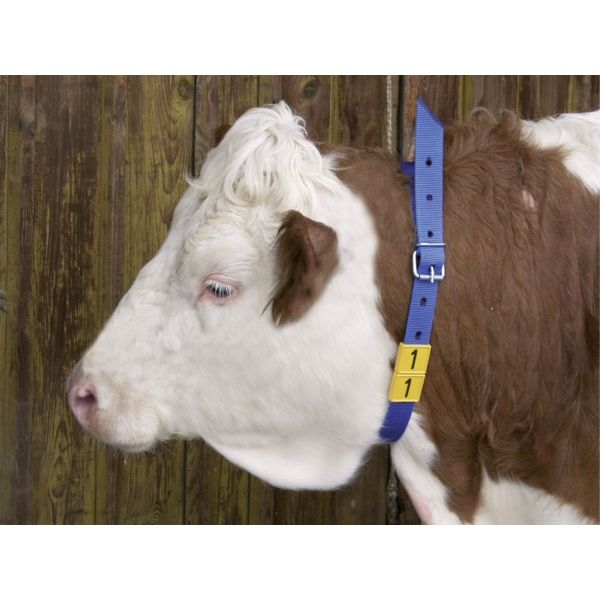 Curea marcare bovine, cabaline, albastra, 120 cm [2]