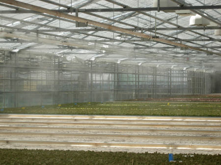 Sistem de racire prin vaporizare pentru ferme de porci - pasari - sere - grădină [4]