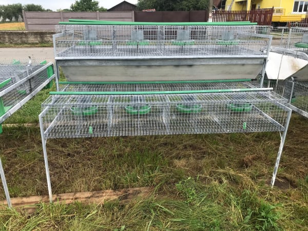 Cusca Ingrasare 48 [15]