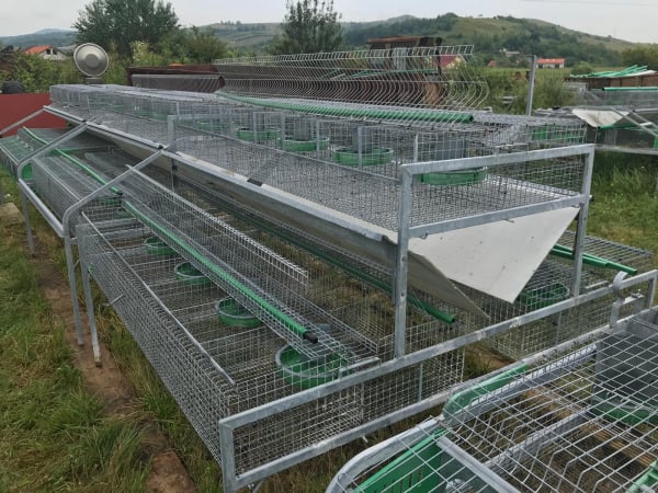 Cusca Ingrasare 48 [18]