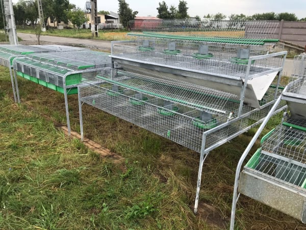 Cusca Ingrasare 48 [3]