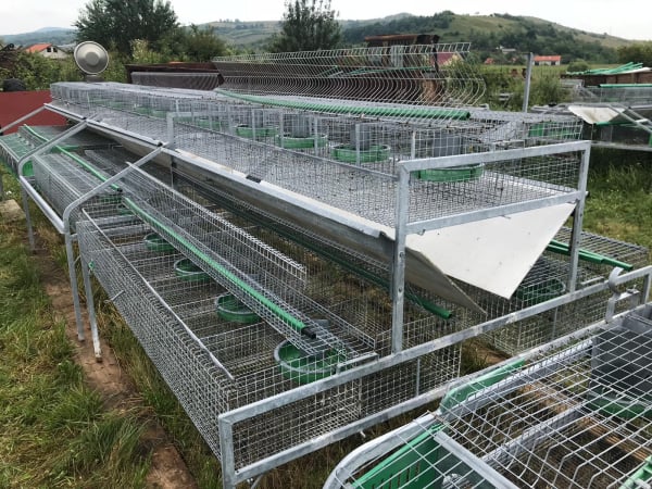 Cusca Ingrasare 48 [19]