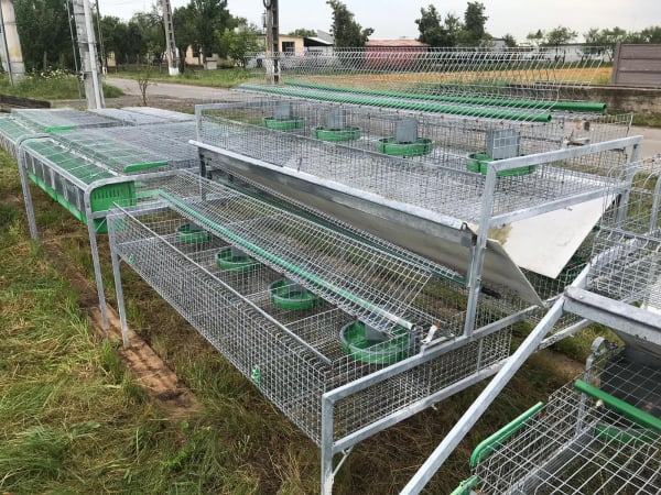 Cusca Ingrasare 48 [6]