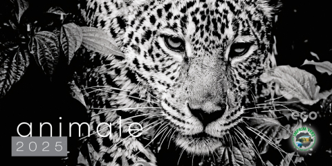 Calendar de birou COLECTIE ALTERNATIVA* , CA [2]