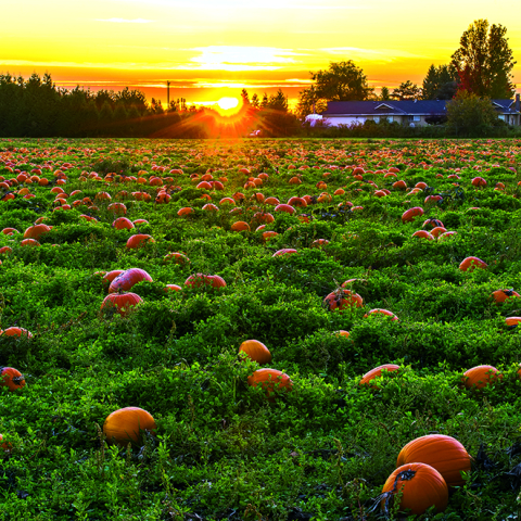 Calendar de perete Landscapes, CT [10]