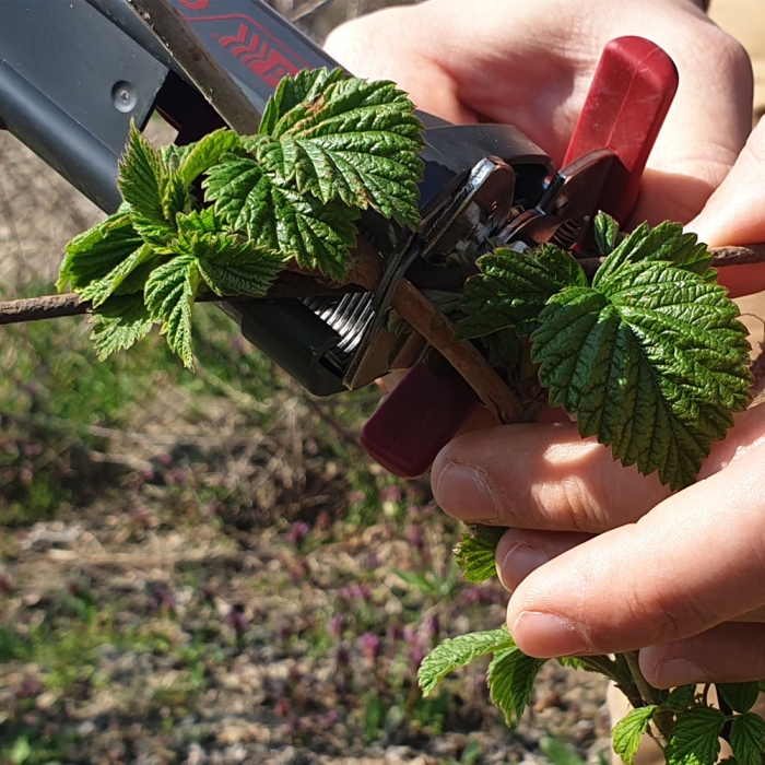 Rapid GP238 Garden Pliers [4]