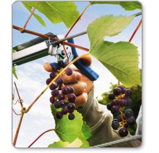 Rapid C50 Vine Hogrings Steel 4-14mm 4.200 pcs/box3
