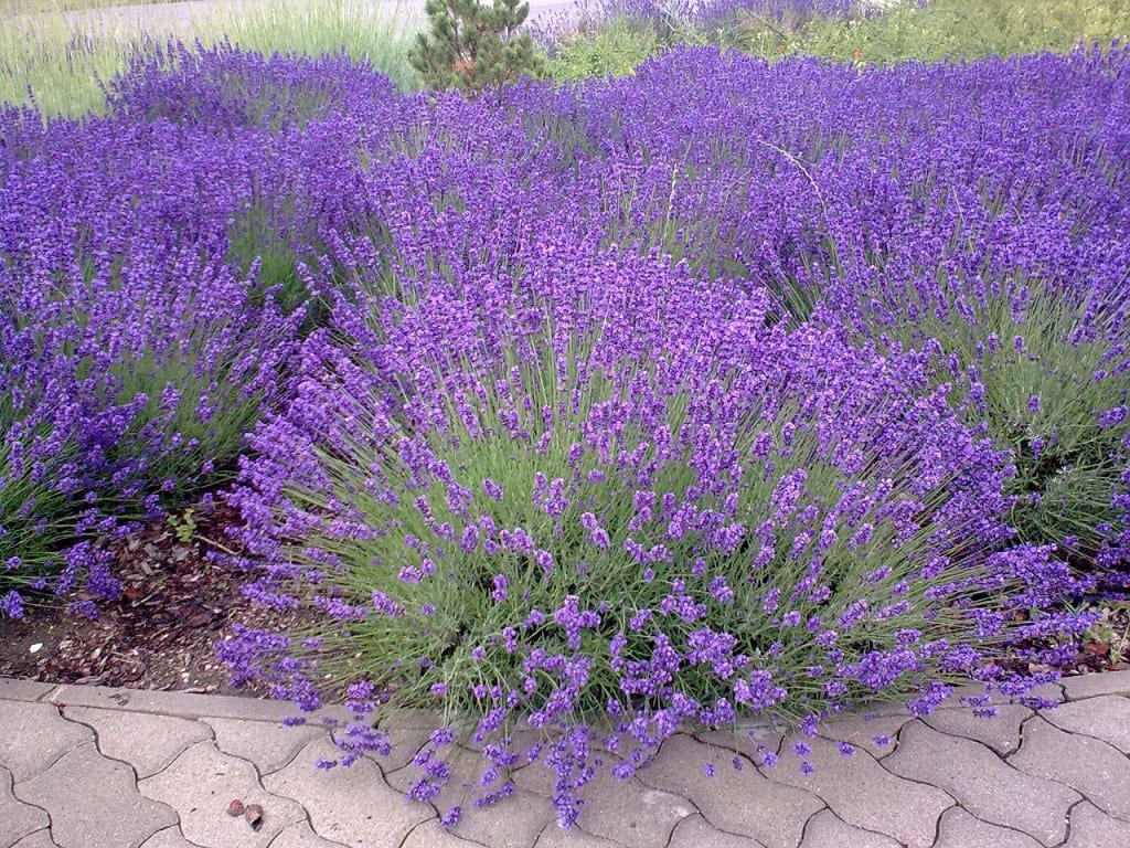 "Uleiul de Lavandă: Elixirul Relaxării "
