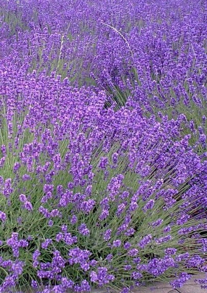 lavanda 3 [2]