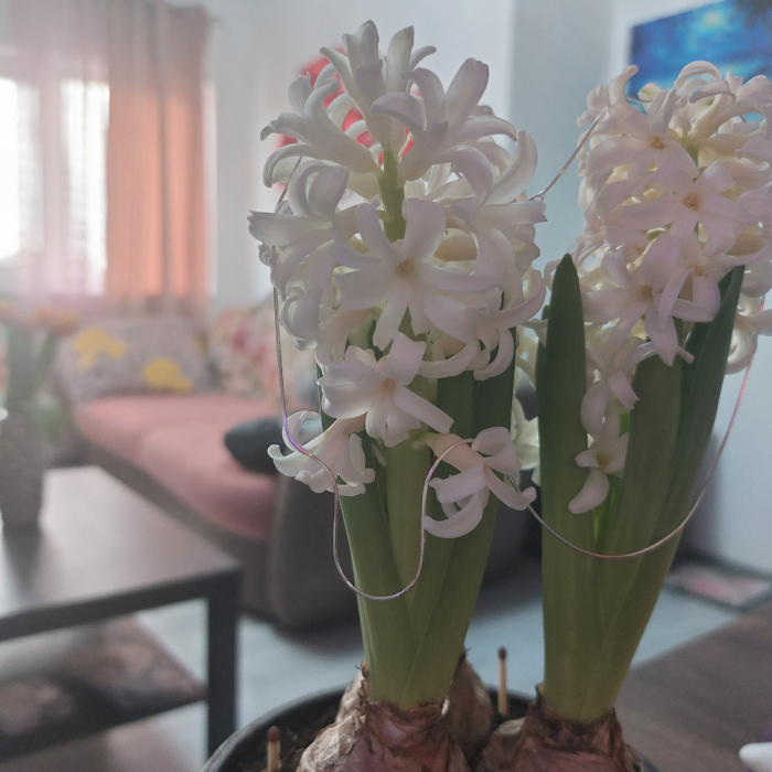 Lantisor argint SaraTremo [6]