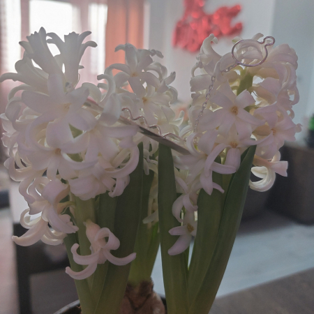 Ac de cravata din argint Researcher [7]