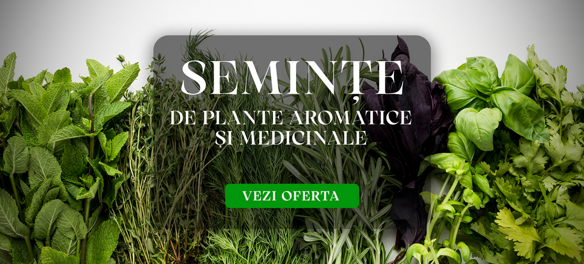 Semințe de plante aromatice