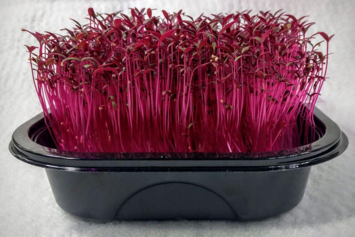 Semințe de amaranth roșu "Red Garnet" -  pentru microplante [2]