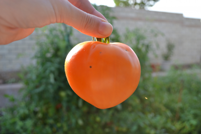 Semințe de tomate nedeterminate "Oxheart Orange" [2]