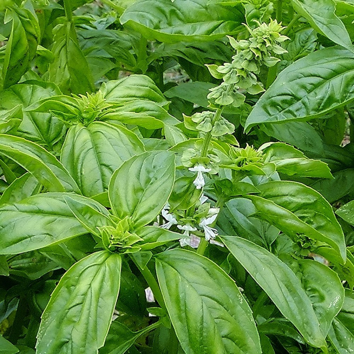Semințe de busuioc "Genovese" [2]