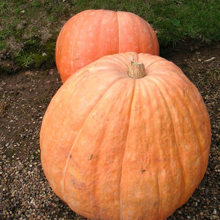 Semințe de dovleac "Atlantic Giant" [2]