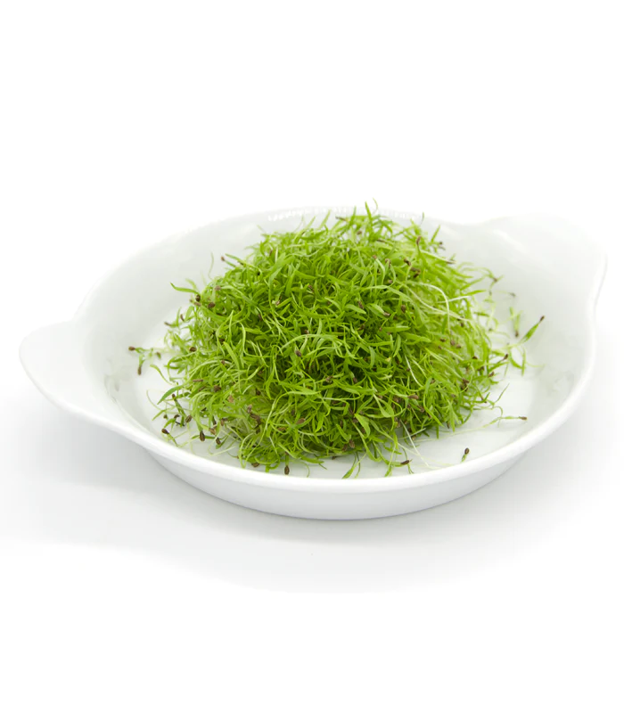 Semințe de morcov - pentru microplante [2]