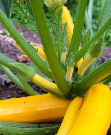 SEMINTE - Semințe de dovlecel "Golden"