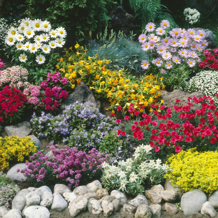SEMINTE - Semințe de plante perene "Rock Garden"