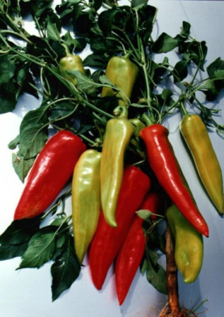 SEMINTE - Semințe de ardei kapia "Ionel"
