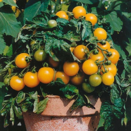 TOMATE - Semințe de tomate cherry "Cereza Amarilla Yellow"