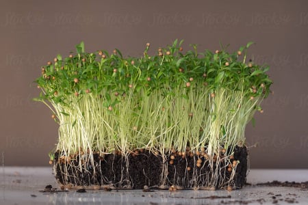 SEMINTE PENTRU MICROPLANTE - Semințe de coriandru - pentru microplante