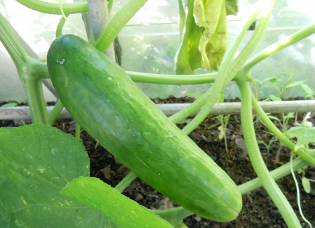 SEMINTE - Semințe de castravete "Marketmore 76"