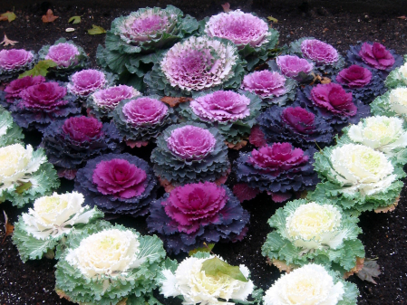 ANUALE - Semințe de varză ornamentală "Ornamental Mix"