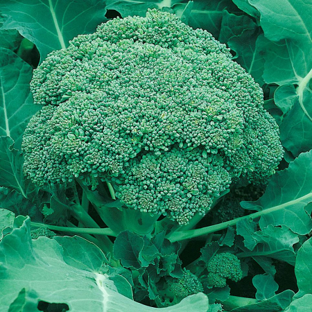 SEMINTE - Semințe de broccoli "Ramoso Calabrese"