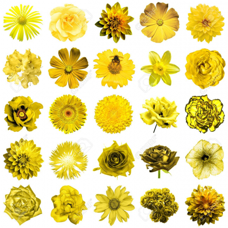 ARUNCA SA CREASCA - Semințe de flori galbene "Flower Dreams Mix"