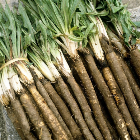 PLANTE AROMATICE SI MEDICINALE - Semințe de barba caprei (scorzonera)