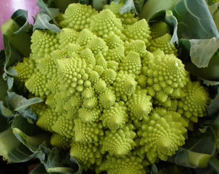 CONOPIDA - Semințe de conopidă verde "Romanesco Natalino"