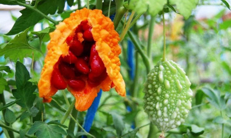 SEMINTE - Semințe de castravete amar "Mix Of Forms"