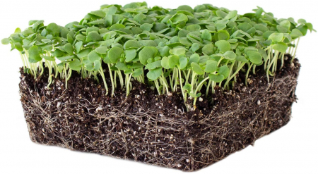 SEMINTE PENTRU MICROPLANTE - Semințe de busuioc "Genovese" -  pentru microplante