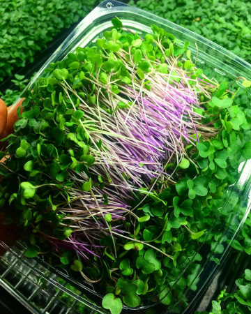 SEMINTE PENTRU MICROPLANTE - Semințe de gulie "Purple Vienna" -  pentru microplante