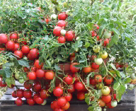 TOMATE - Semințe de tomate cherry "Maskotka"