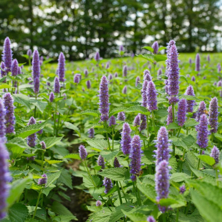 PLANTE AROMATICE SI MEDICINALE - Semințe de urzică parfumată