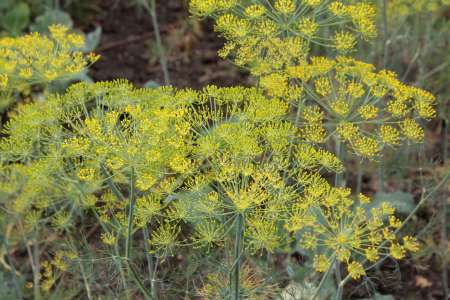 PLANTE AROMATICE SI MEDICINALE - Semințe de mărar comun