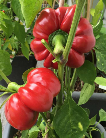 SEMINTE - Semințe de ardei gogoșar "Creola"