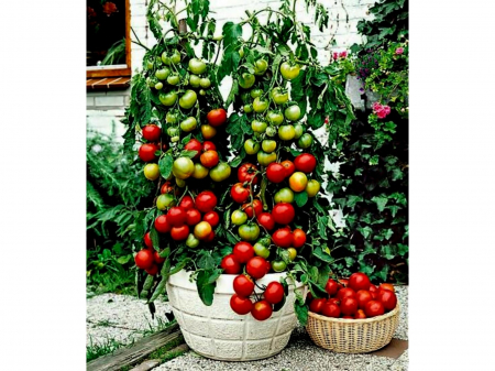 TOMATE - Semințe de tomate cherry "Balkonzauber"