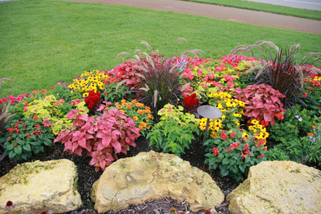 ARUNCA SA CREASCA - Semințe de plante anuale "Rock Garden"