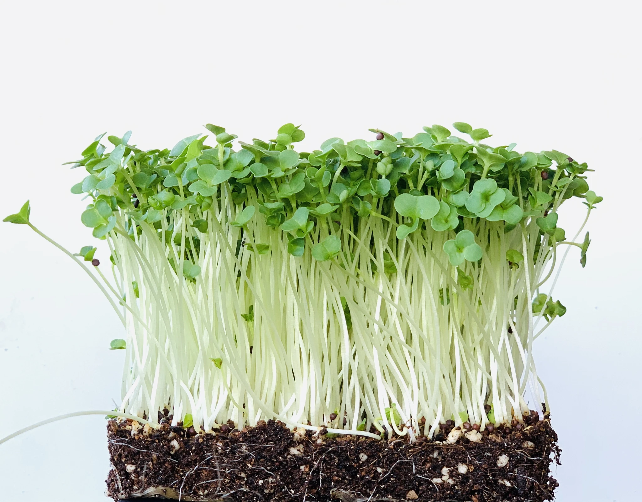 SEMINTE PENTRU MICROPLANTE - Semințe de broccoli "Raab" -  pentru microplante