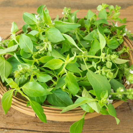 PLANTE AROMATICE SI MEDICINALE - Semințe de busuioc "Lemon"